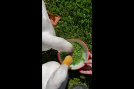 Słodkie kaczki dostają przekąskę w postaci groszku. Chyba były głodne.